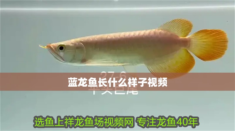 藍龍魚長什么樣子視頻