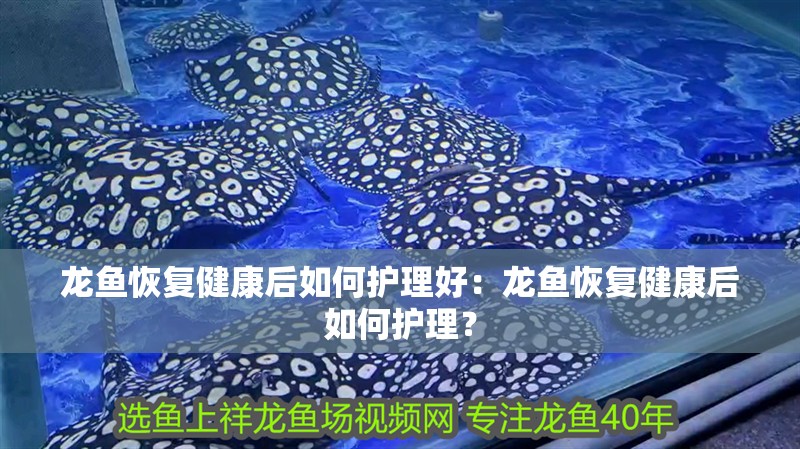 龍魚恢復健康后如何護理好：龍魚恢復健康后如何護理？