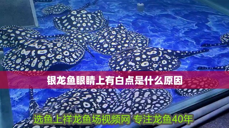 銀龍魚眼睛上有白點是什么原因