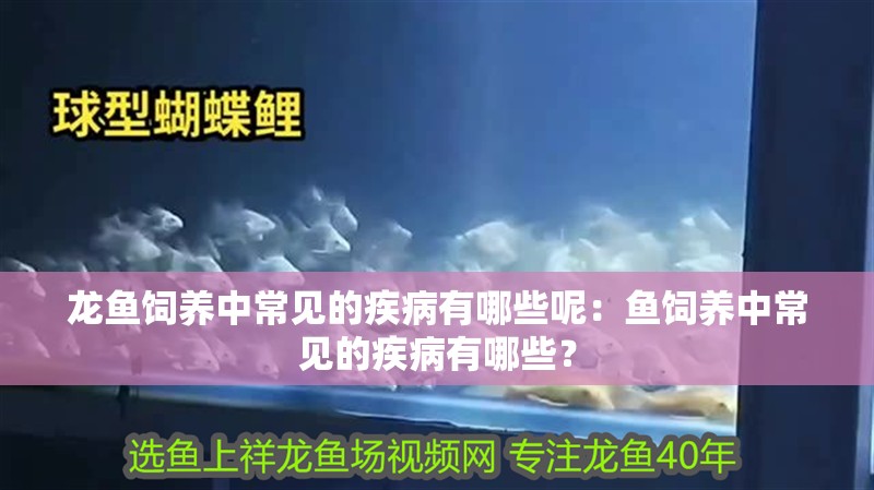 龍魚飼養(yǎng)中常見的疾病有哪些呢：魚飼養(yǎng)中常見的疾病有哪些？