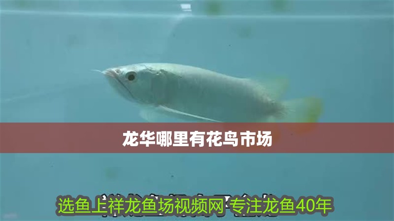 龍華哪里有花鳥市場