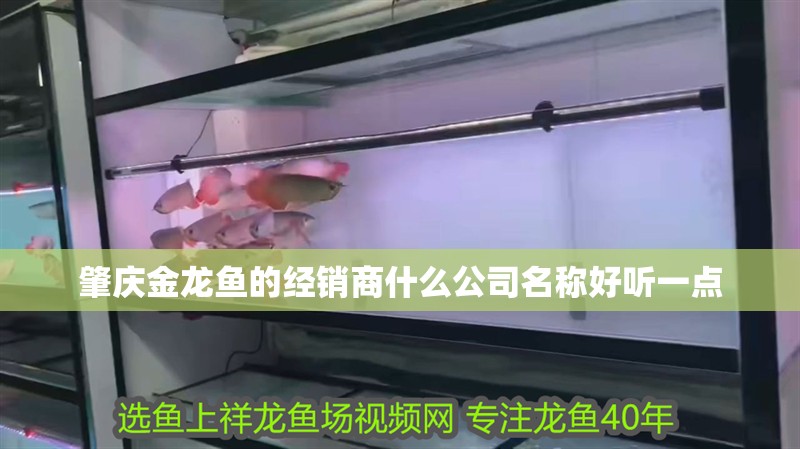 肇慶金龍魚的經(jīng)銷商什么公司名稱好聽一點 肇慶金龍魚的經(jīng)銷商什么公司名稱好聽一點 龍魚百科