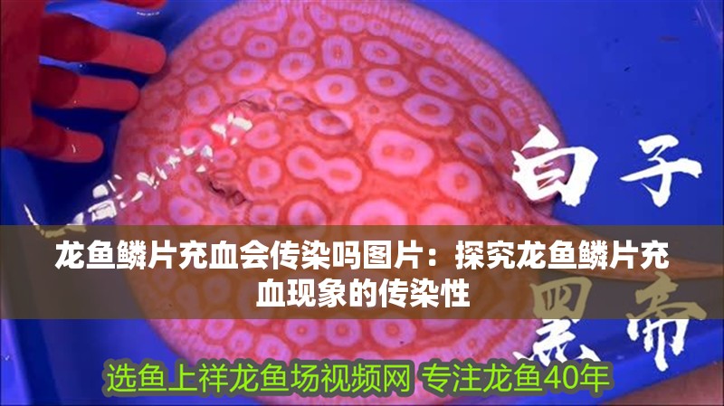 龍魚鱗片充血會傳染嗎圖片：探究龍魚鱗片充血現象的傳染性