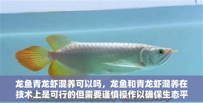 龍魚青龍蝦混養可以嗎，龍魚和青龍蝦混養在技術上是可行的但需要謹慎操作以確保生態平衡 龍魚青龍蝦混養可以嗎，龍魚和青龍蝦混養在技術上是可行的但需要謹慎操作以確保生態平衡 龍魚百科 第2張