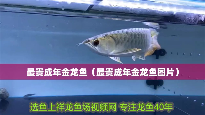 最貴成年金龍魚（最貴成年金龍魚圖片）