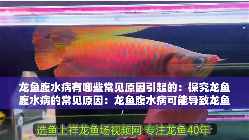 龍魚腹水病有哪些常見原因引起的：探究龍魚腹水病的常見原因：龍魚腹水病可能導致龍魚腹水病的常見原因，飼養管理不當