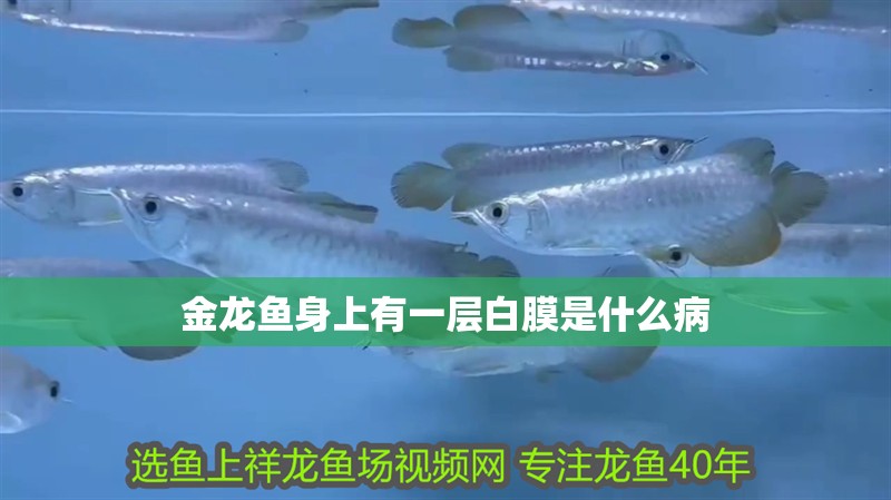 金龍魚身上有一層白膜是什么病