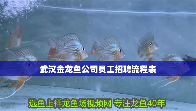 武漢金龍魚公司員工招聘流程表 武漢金龍魚公司員工招聘流程表 龍魚百科
