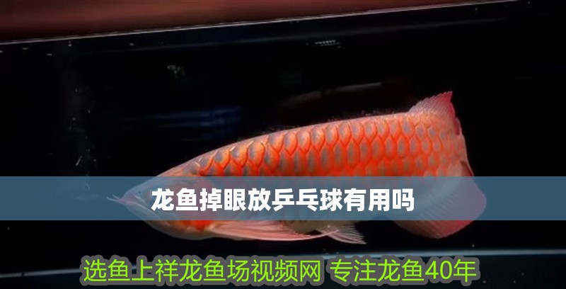 龍魚(yú)掉眼放乒乓球有用嗎
