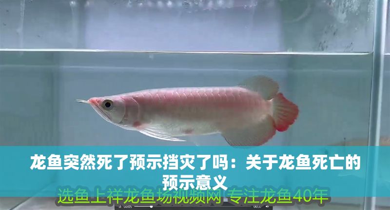龍魚突然死了預(yù)示擋災(zāi)了嗎：關(guān)于龍魚死亡的預(yù)示意義