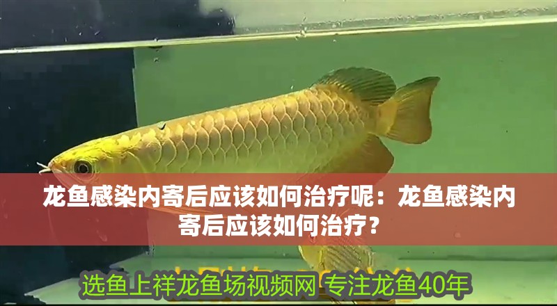 龍魚感染內寄后應該如何治療呢：龍魚感染內寄后應該如何治療？