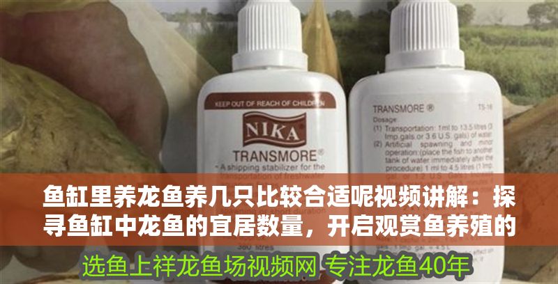 魚缸里養龍魚養幾只比較合適呢視頻講解：探尋魚缸中龍魚的宜居數量，開啟觀賞魚養殖的科學之門 魚缸里養龍魚養幾只比較合適呢視頻講解：探尋魚缸中龍魚的宜居數量，開啟觀賞魚養殖的科學之門 龍魚百科 第1張