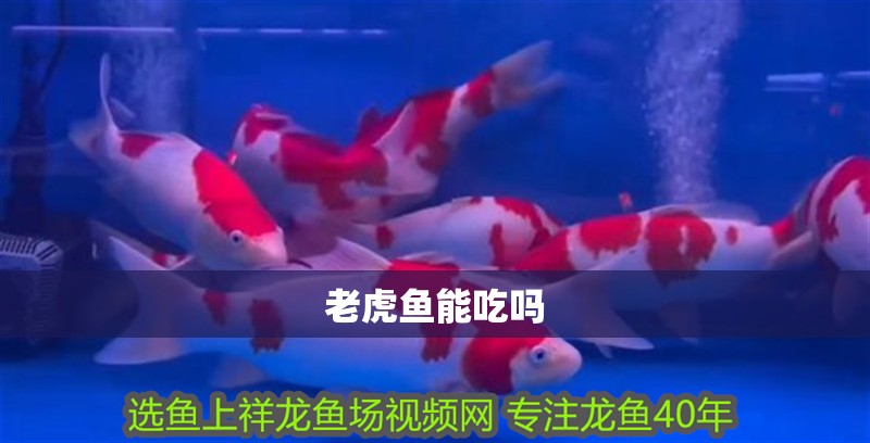 老虎魚能吃嗎