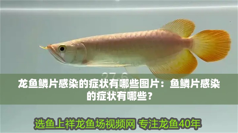 龍魚鱗片感染的癥狀有哪些圖片：魚鱗片感染的癥狀有哪些？