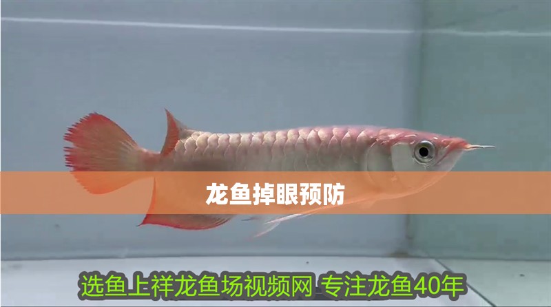 龍魚掉眼預防