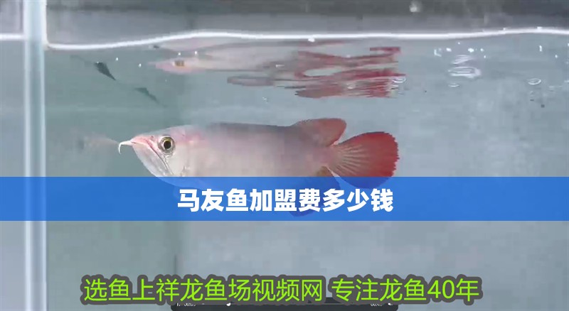 馬友魚加盟費(fèi)多少錢 馬友魚加盟費(fèi)多少錢 龍魚百科