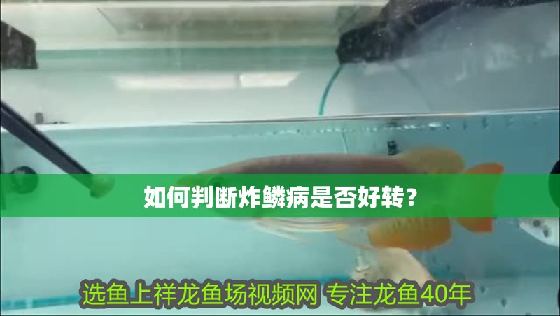 如何判斷炸鱗病是否好轉？ 如何判斷炸鱗病是否好轉？ 龍魚百科