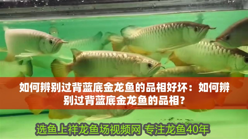 如何辨別過背藍底金龍魚的品相好壞：如何辨別過背藍底金龍魚的品相？