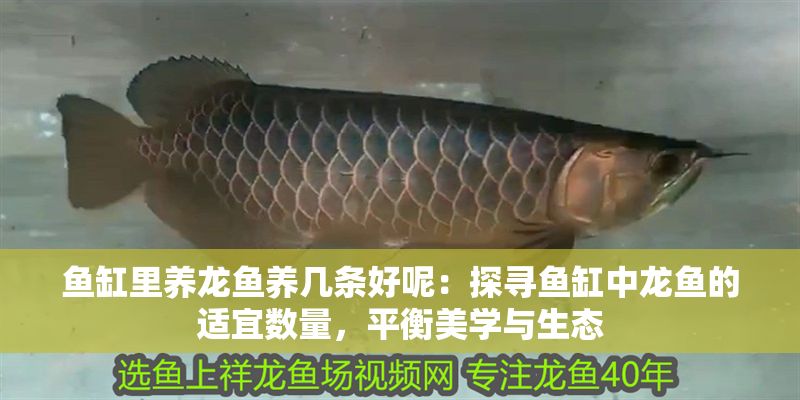 魚缸里養龍魚養幾條好呢：探尋魚缸中龍魚的適宜數量，平衡美學與生態