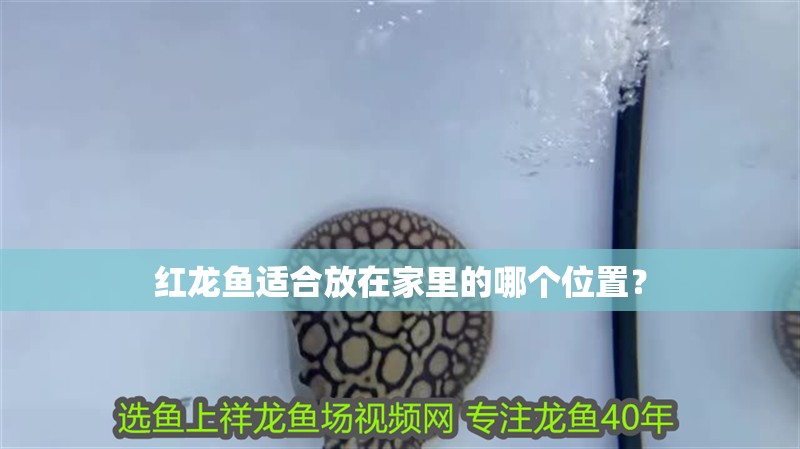 紅龍魚適合放在家里的哪個(gè)位置？ 紅龍魚適合放在家里的哪個(gè)位置？ 龍魚百科