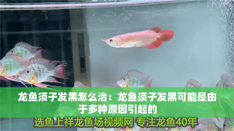 龍魚須子發(fā)黑怎么治：龍魚須子發(fā)黑可能是由于多種原因引起的