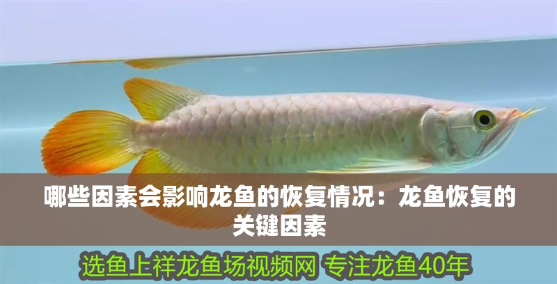 哪些因素會影響龍魚的恢復情況：龍魚恢復的關鍵因素