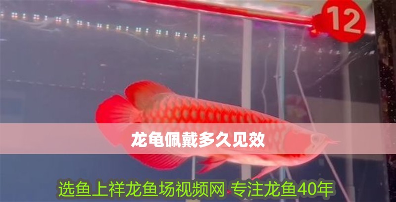 龍龜佩戴多久見效 龍龜佩戴多久見效 龍魚百科