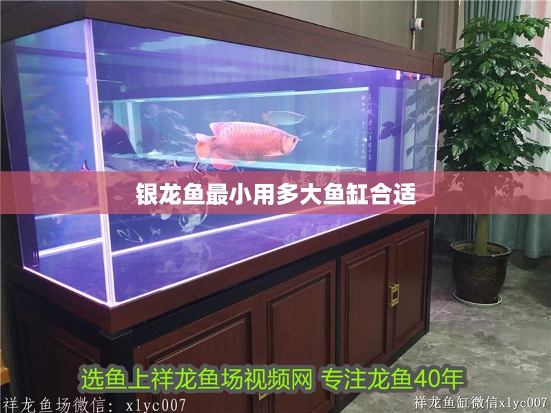 銀龍魚(yú)最小用多大魚(yú)缸合適