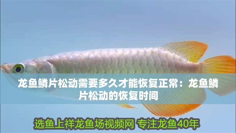 龍魚鱗片松動需要多久才能恢復正常：龍魚鱗片松動的恢復時間