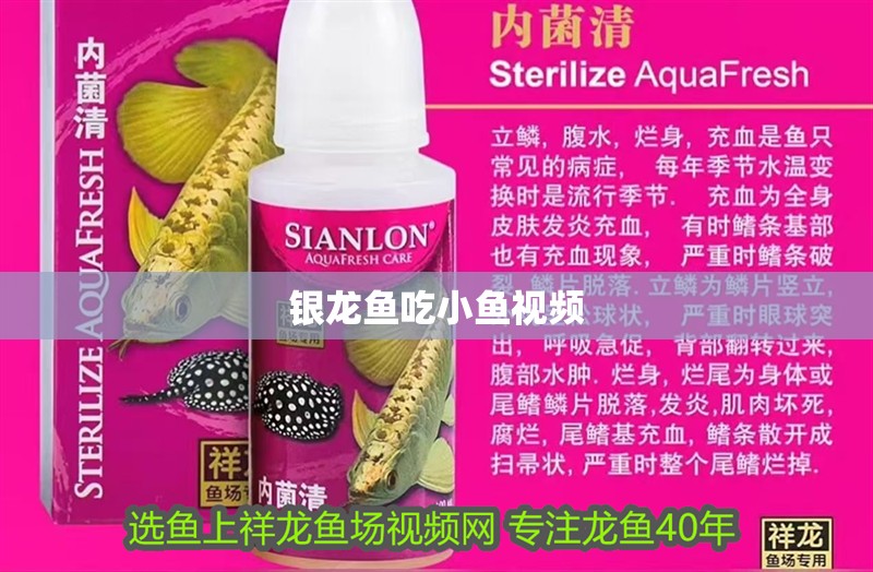 鸚鵡魚和銀龍魚混養怎樣喂食 銀龍魚吃小魚視頻 龍魚百科 銀龍魚吃小魚視頻 銀龍魚吃小魚視頻 龍魚百科