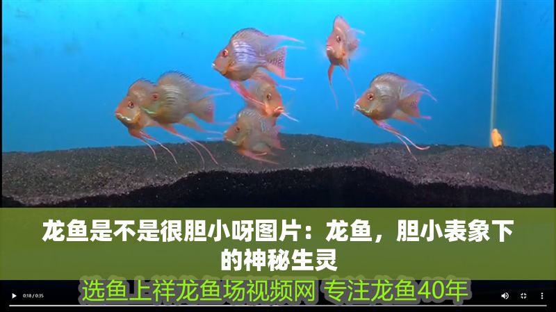 龍魚是不是很膽小呀圖片：龍魚，膽小表象下的神秘生靈