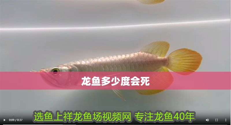 龍魚多少度會死 龍魚多少度會死 龍魚百科 第2張