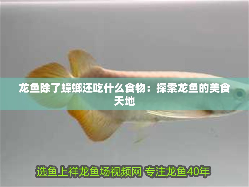 龍魚除了蟑螂還吃什么食物：探索龍魚的美食天地