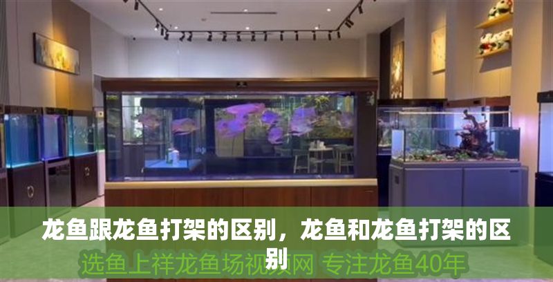 龍魚跟龍魚打架的區(qū)別，龍魚和龍魚打架的區(qū)別