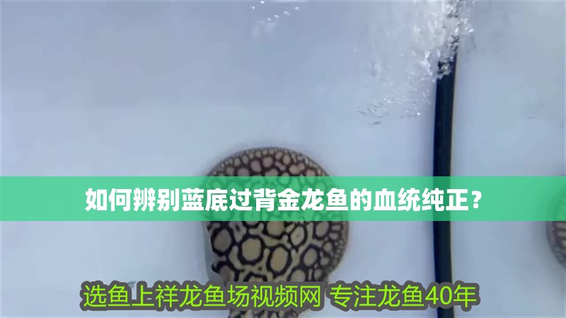 如何辨別藍底過背金龍魚的血統純正？