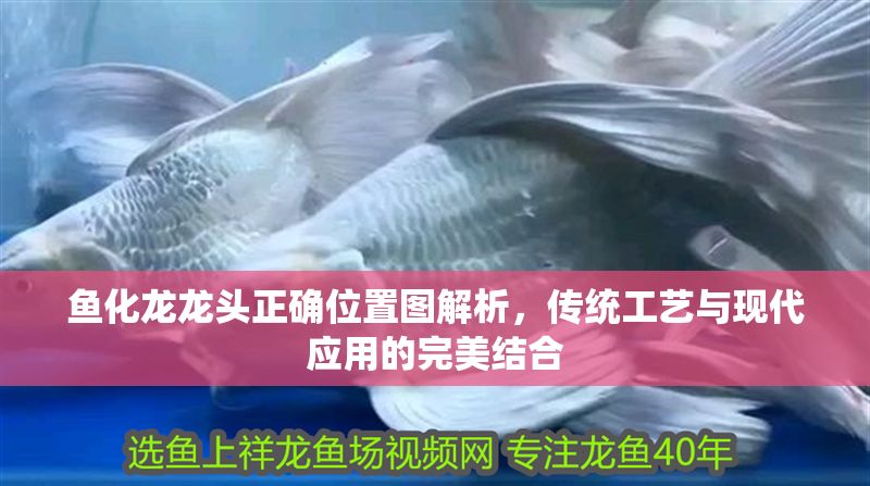 魚化龍龍頭正確位置圖解析，傳統工藝與現代應用的完美結合