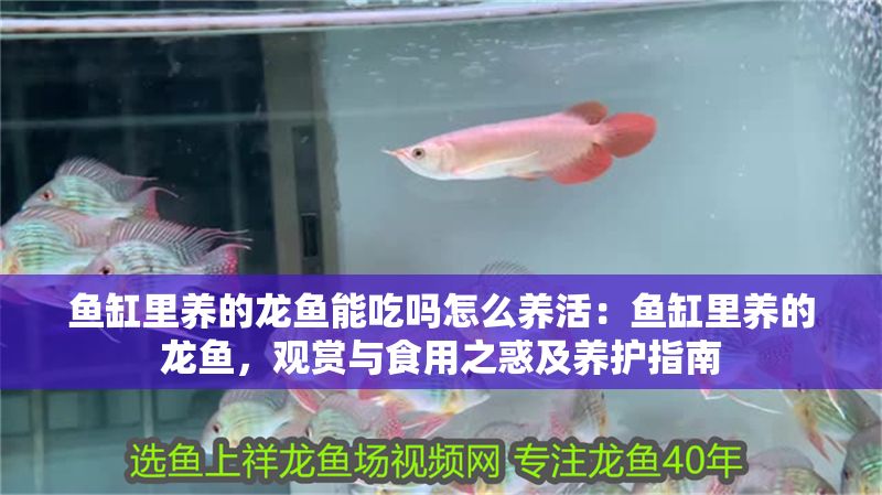 魚缸里養的龍魚能吃嗎怎么養活：魚缸里養的龍魚，觀賞與食用之惑及養護指南