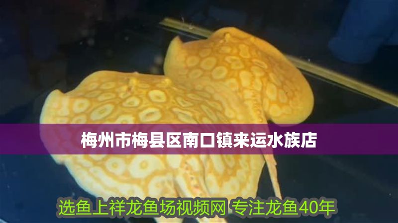 梅州市梅縣區南口鎮來運水族店 梅州市梅縣區南口鎮來運水族店 全國水族館企業名錄 第1張
