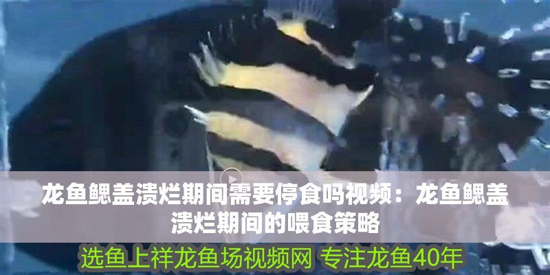 龍魚鰓蓋潰爛期間需要停食嗎視頻：龍魚鰓蓋潰爛期間的喂食策略