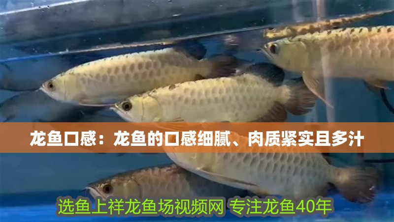 龍魚口感：龍魚的口感細(xì)膩、肉質(zhì)緊實(shí)且多汁