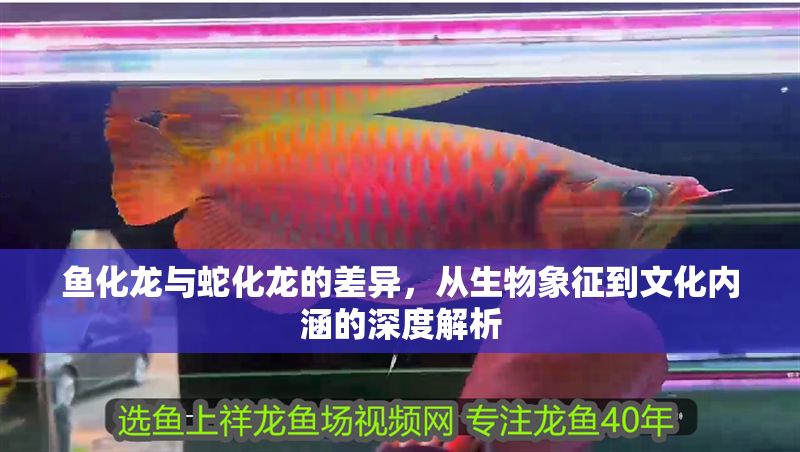 魚化龍與蛇化龍的差異，從生物象征到文化內涵的深度解析