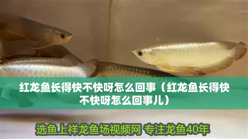 紅龍魚長得快不快呀怎么回事（紅龍魚長得快不快呀怎么回事兒）
