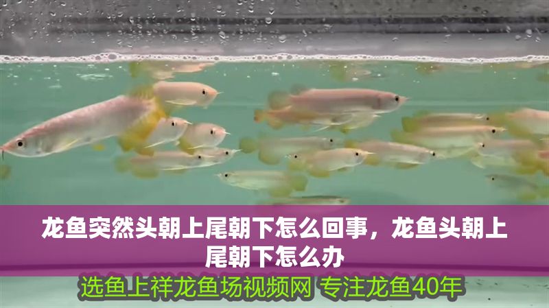 龍魚突然頭朝上尾朝下怎么回事，龍魚頭朝上尾朝下怎么辦