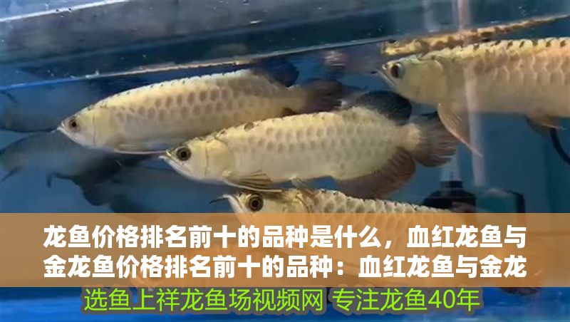 龍魚價格排名前十的品種是什么，血紅龍魚與金龍魚價格排名前十的品種：血紅龍魚與金龍魚區別