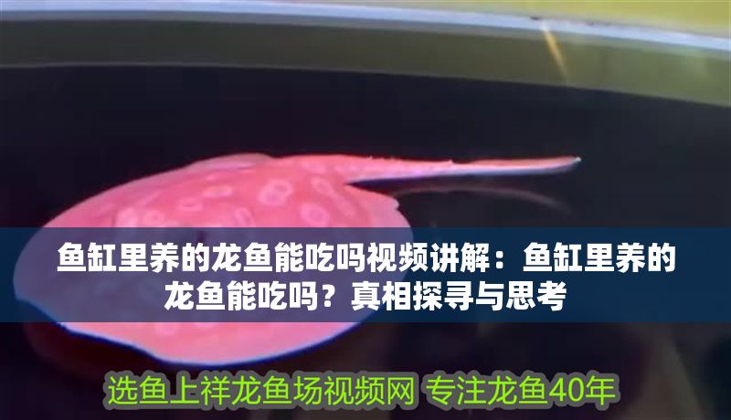 魚缸里養的龍魚能吃嗎視頻講解：魚缸里養的龍魚能吃嗎？真相探尋與思考