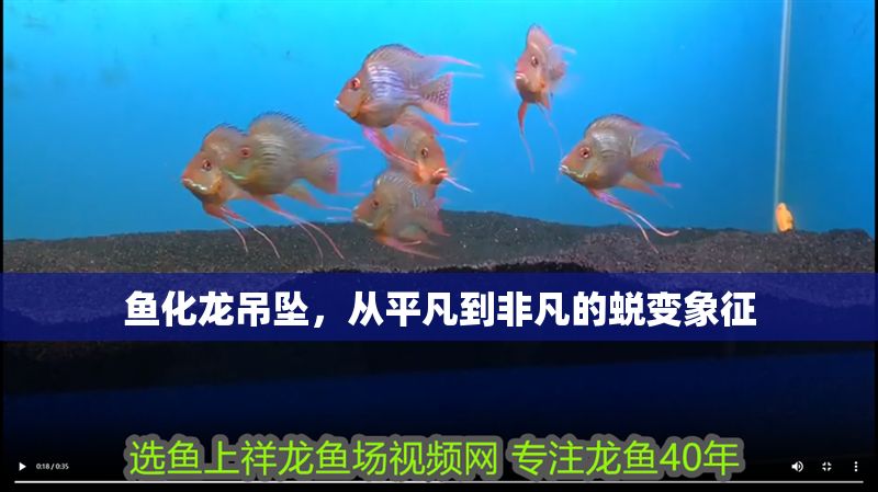 魚化龍吊墜，從平凡到非凡的蛻變象征