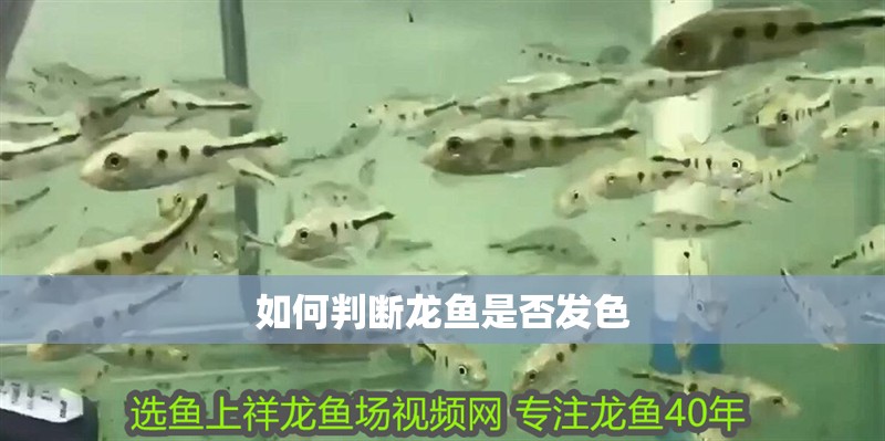 如何判斷龍魚是否發(fā)色 如何判斷龍魚是否發(fā)色 龍魚百科