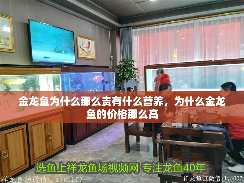 金龍魚為什么那么貴有什么營養(yǎng)，為什么金龍魚的價格那么高