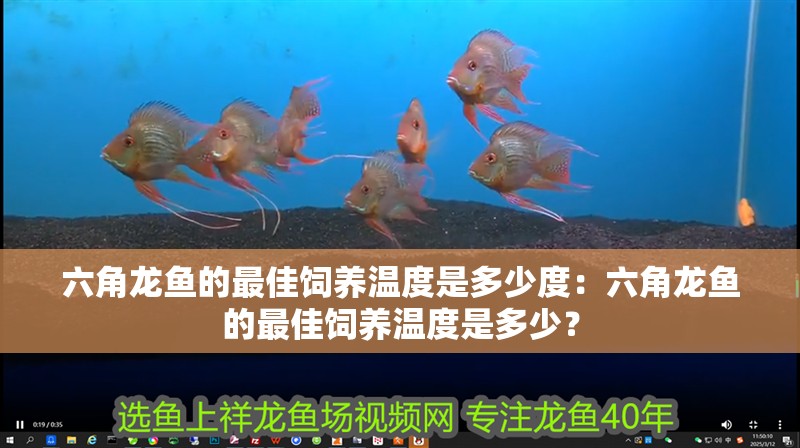 六角龍魚的最佳飼養(yǎng)溫度是多少度：六角龍魚的最佳飼養(yǎng)溫度是多少？