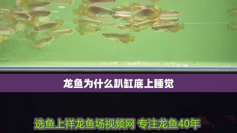 龍魚為什么趴缸底上睡覺